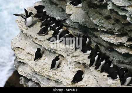 Guillemot colonia in testa Marwick RSPB riserva sulla terraferma Orkney Foto Stock