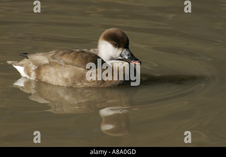 Red Crested Pochard, Netta ruffina, femmina Foto Stock