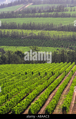 Vigneti nella regione di Stellenbosch di Città del Capo in Sud Africa. Foto Stock