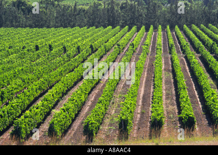 Vigneti nella regione di Stellenbosch di Città del Capo in Sud Africa. Foto Stock
