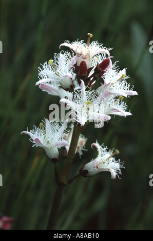 Bogbean, Menyanthes trifoliata Foto Stock