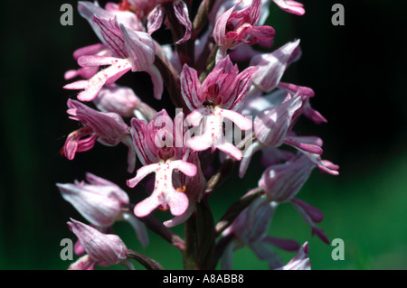 Orchidea militare closeup, un po' come un piccolo uomo che indossa un colorato luminosamente casco Foto Stock