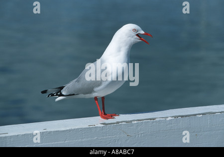 Un curioso red fatturati seagull in Nuova Zelanda Foto Stock