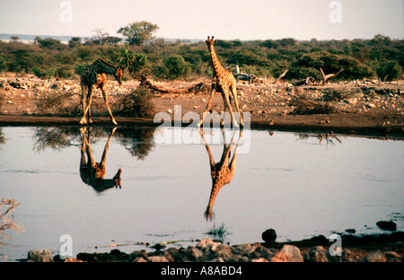 Le giraffe a waterhole nel Parco Nazionale Etosha Namibia Africa australe Foto Stock