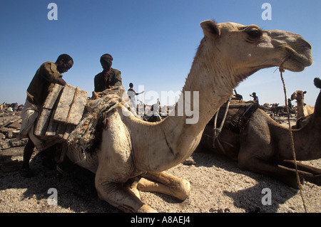 La miniera di Afar sale nella depressione di Danakil, Etiopia Foto Stock