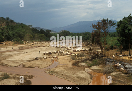 Ari e Tsemai persone portano il loro bestiame per bere all'Weita river, a sud della valle dell'Omo, Etiopia Foto Stock