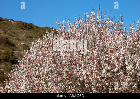 Rosa Almond blossom set contro il profondo blu del cielo Algarve Portogallo Foto Stock