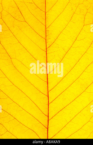 Dettaglio di una ciliegia di colore giallo di lasciare in autunno dettaglio gelbes Kirschblatt im Herbst Foto Stock