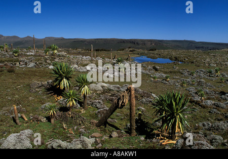 Afro lande alpine a 4000m di altitudine, Bale Mountains National Park, Sanetti plateau, Etiopia Foto Stock