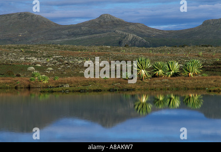 Afro lande alpine a 4000m di altitudine, Bale Mountains National Park, Sanetti plateau, Etiopia Foto Stock