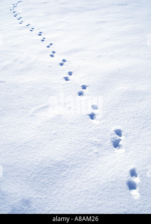 Orme di animali nella neve Tierspuren im Schnee Foto Stock