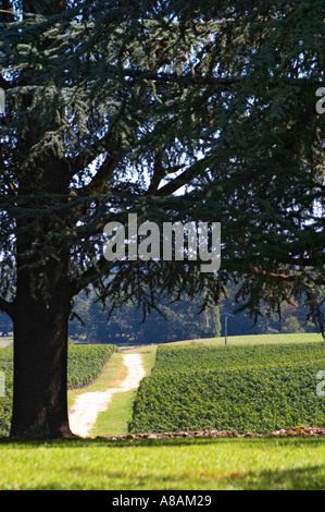 Vista sul giardino e il vigneto con un enorme albero di cedro - Château Pey la Tour, precedentemente Clos de la Tour o de Latour, Foto Stock