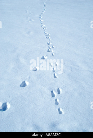 Orme di animali nella neve Tierspuren im Schnee Foto Stock