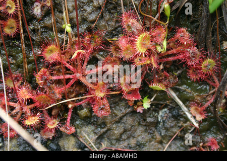 Sundew comune, Drosera rotundifolia, un impianto insettivori di brughiera e brughiere in Gran Bretagna Foto Stock