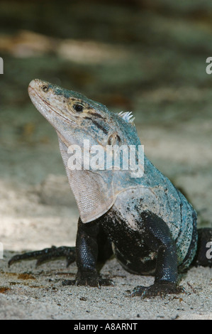 Nero Ctenosaur Iguana Ctenosaura similis adulto Manuel Antonio National Park Central Pacific Coast Costa Rica Foto Stock