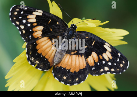 Confina Patch Chlosyne lacinia adulto su stringendo lasciava Coneflower Willacy County Rio Grande Valley Texas Foto Stock