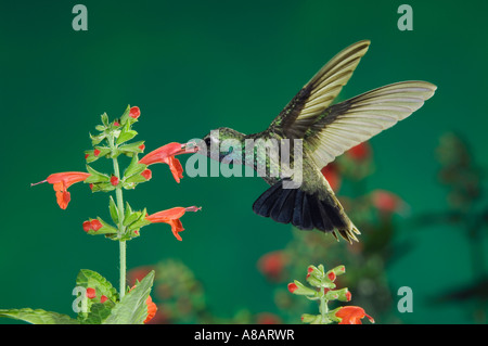 Ampia fatturati Hummingbird Cynanthus latirostris maschio in volo su alimentazione salvia Madera Canyon Arizona USA Maggio 2005 Foto Stock