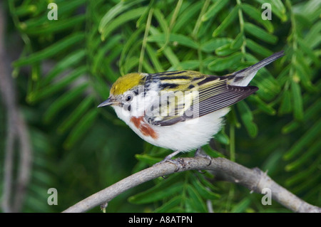 Chestnut facciate Trillo Dendroica maschio pensylvanica South Padre Island Texas USA Maggio 2005 Foto Stock