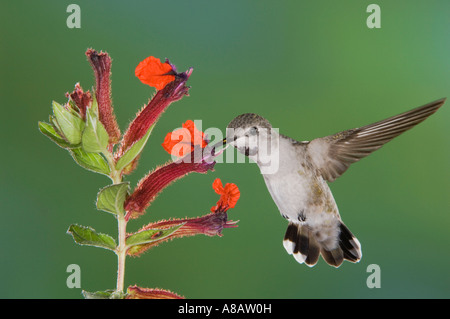 Costa's Hummingbird Calypte costae giovane maschio in volo su alimentazione Flower Tucson in Arizona USA Settembre 2006 Foto Stock