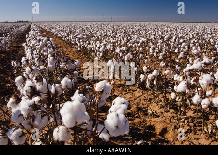 Pianta di cotone Gossypium hirsutum campo di cotone Lubbock Panhandle Texas USA Settembre 2006 Foto Stock