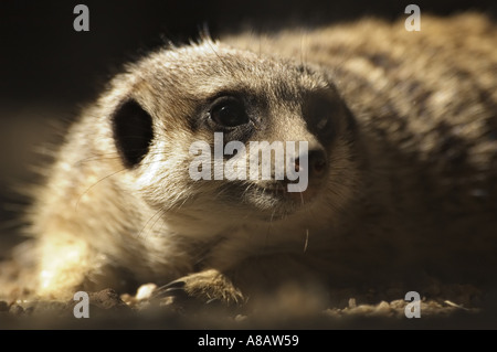 Meerkat australiano Foto Stock