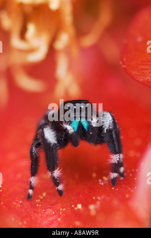 Audace Jumping Spider Phidippus audax adulto in Texas Ficodindia Cactus blossom Uvalde County Hill Country Texas Foto Stock