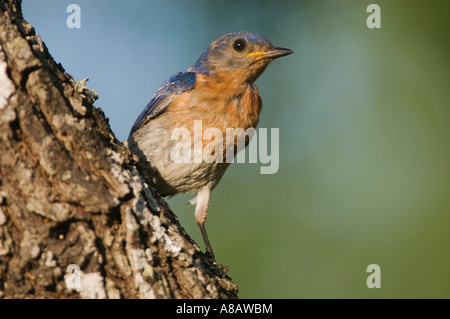 Eastern Bluebird Sialia sialis maschio Willacy County Rio Grande Valley Texas USA Giugno 2006 Foto Stock