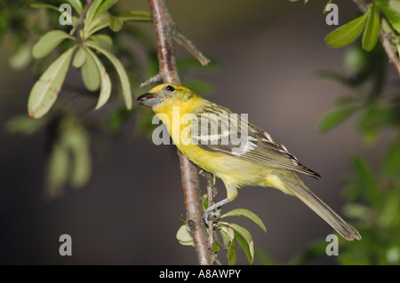 Fiamma-colorata Piranga Tanager femmina bidentata Madera Canyon Arizona USA Maggio 2005 Foto Stock