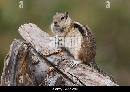 Golden-mantled scoiattolo massa Spermophilus lateralis adulto sul registro con cibo immagazzinato nelle loro tasche guancia Rocky Mountain Nazione Foto Stock
