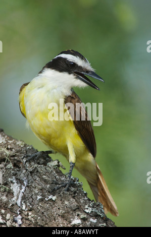 Grande Kiskadee Pitangus sulfuratus adulto La Contea di Willacy Rio Grande Valley Texas USA Giugno 2006 Foto Stock