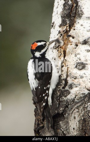 Pelosi, il picchio rosso maggiore Picoides villosus maschio su Aspen Tree Grand Teton NP Wyoming Settembre 2005 Foto Stock