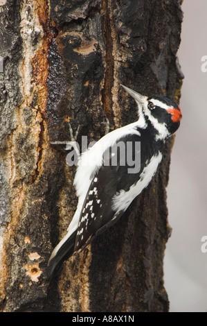 Pelosi, il picchio rosso maggiore Picoides villosus maschio su Aspen Tree Grand Teton NP Wyoming Settembre 2005 Foto Stock