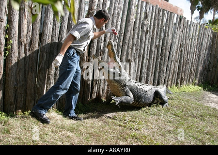 Trainer di alligatore a lavorare in Florida Foto Stock