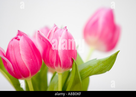 Tulipani Foto Stock