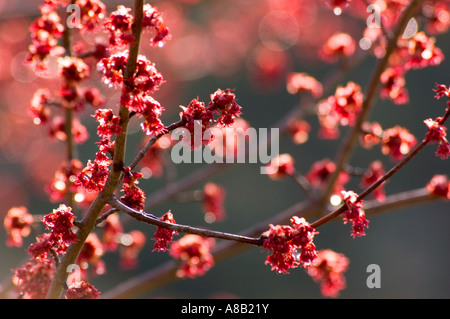 Red Maple Leaf fiorisce su una bella mattina di marzo. Foto Stock