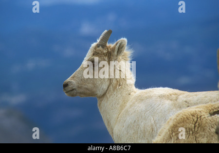 Giovani Big Horn Sheep in close up Foto Stock