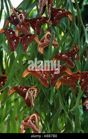 MALAYSIA Isola di Penang Butterfly Farm Attacus Atlas Moth più grande del mondo di tarma gruppo di specie con ali aperte su foglie di piante Foto Stock