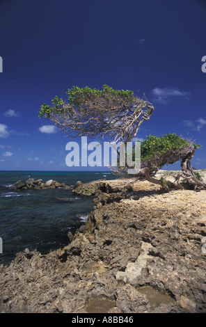 Aruba Antille Olandesi Cudarebe punto Divi Divi Tree Foto Stock