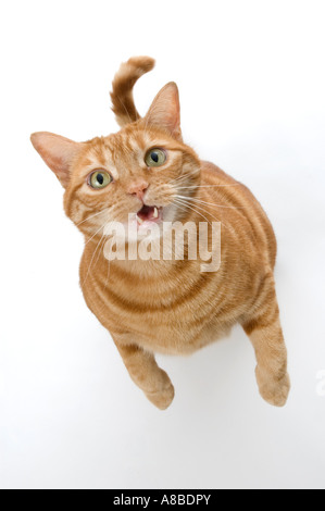 Rosso tabby cat in piedi sulle zampe posteriori con la bocca aperta e mendicando. Foto Stock