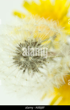 Tarassaco Taraxacum officinale Seedhead fiore Foto Stock