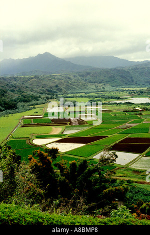 Hawaii Kauai campo Taro Hanalei Foto Stock