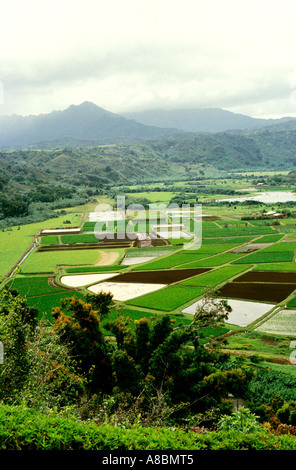 Hawaii Kauai Valle di Hanalei si affacciano e campi di taro Foto Stock