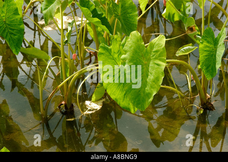 Hawaii Kauai taro impianto in Valle di Hanalei Foto Stock