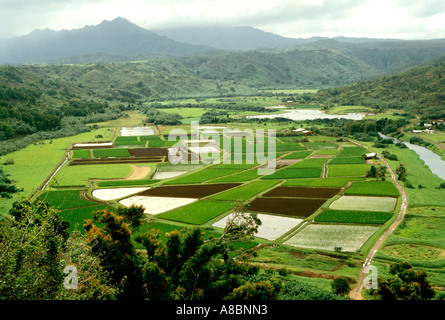 HI Hawaii Kau Hanalei si affacciano con campi di taro Foto Stock