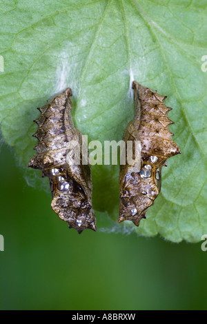 Argento-lavato Fritillary - Argynnis paphia pupa appeso sul cane comune-violetto (viola riviniana) foglie Potton bedfordshire Foto Stock