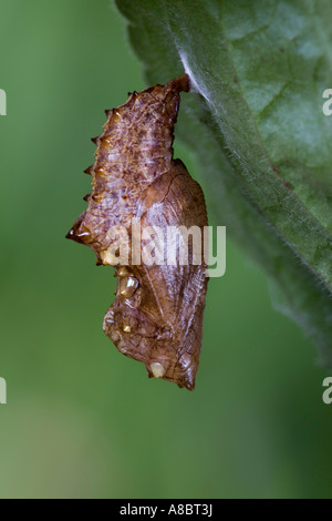 Argento-lavato Fritillary - Argynnis paphia pupa appeso sul cane comune-violetto (viola riviniana) foglie Potton bedfordshire Foto Stock