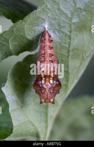 Argento-lavato Fritillary - Argynnis paphia pupa appeso sul cane comune-violetto (viola riviniana) foglie Potton bedfordshire Foto Stock