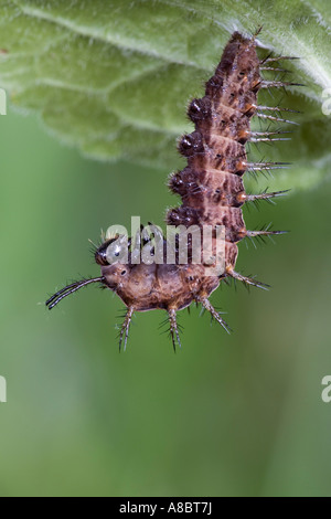 Argento-lavato Fritillary - Argynnis paphia larve appeso sul cane comune-violetto (viola riviniana) foglie pronta a sua volta a pupa pott Foto Stock
