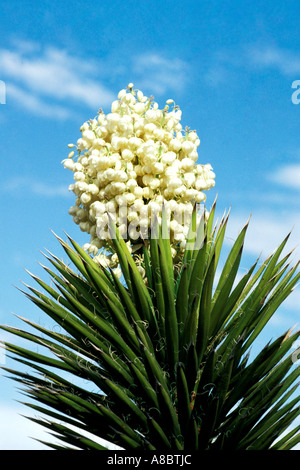 Deserto della California Foto di Joshua tree blossoms Foto Stock