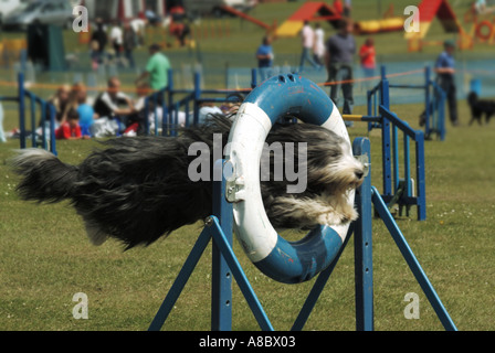 Dog show agilità la concorrenza per Border Collie cane da lavoro in azione da vicino il salto attraverso il cerchio ad alta velocità in caso Arena Essex England Regno Unito Foto Stock